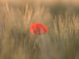 Could there be another world war?